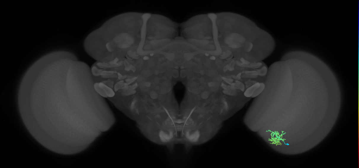 Cm7_R (MaleCNS:73042)