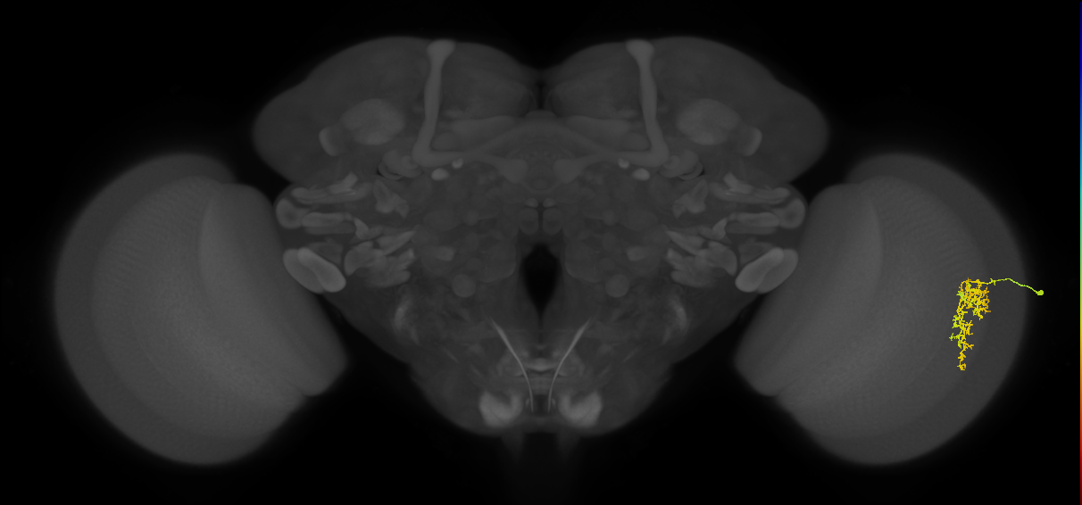 Cm7_R (MaleCNS:61175)