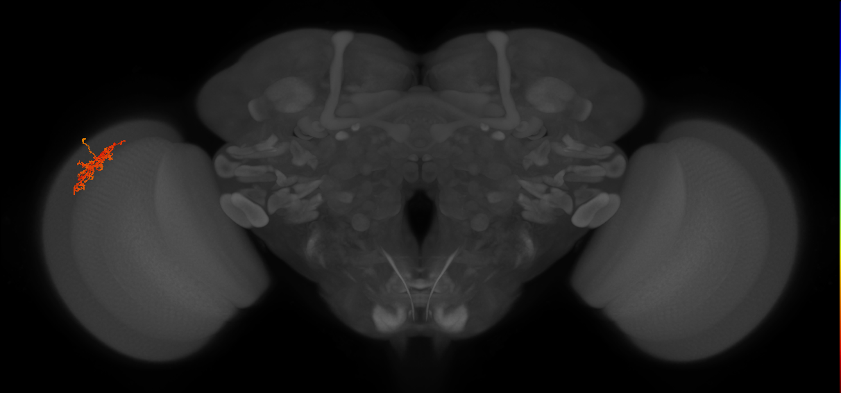 Cm7_L (MaleCNS:61855)