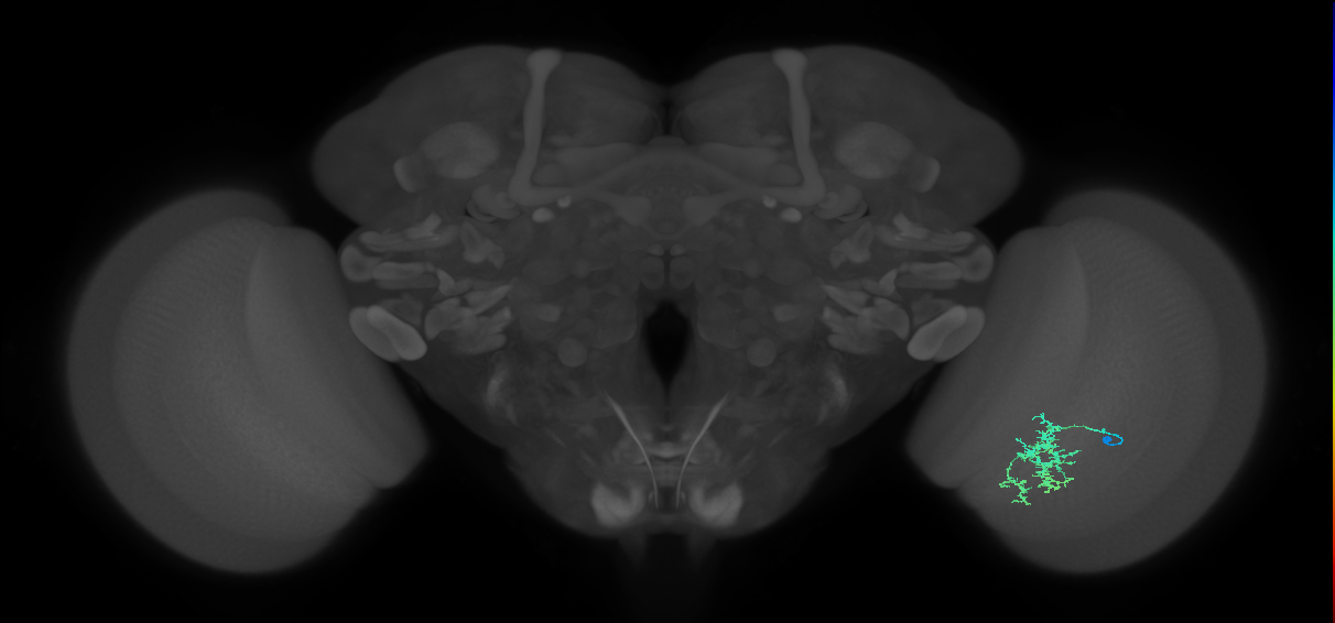Cm7_R (MaleCNS:86920)