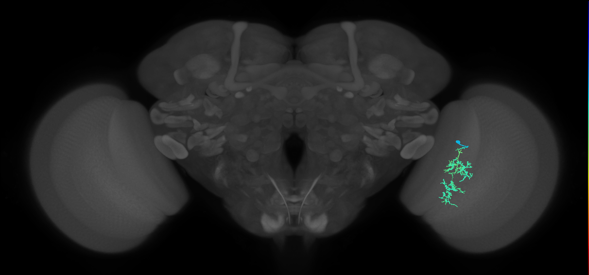 Cm7_R (MaleCNS:78677)