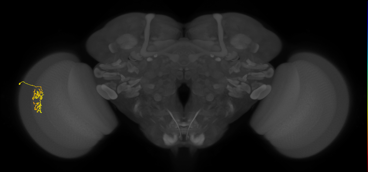 Cm7_L (MaleCNS:518764)