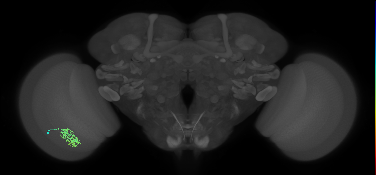 Cm7_L (MaleCNS:126447)