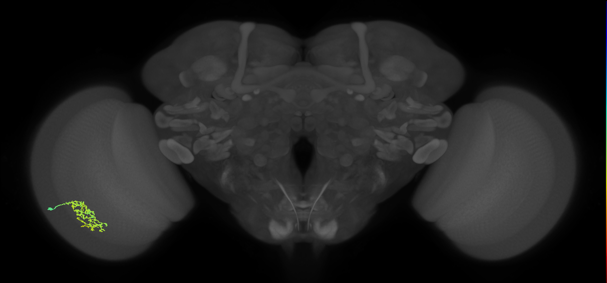 Cm7_L (MaleCNS:72848)