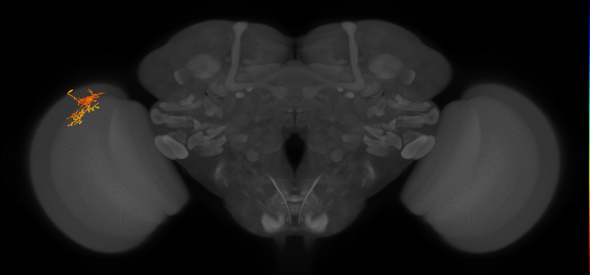 Cm7_L (MaleCNS:46405)