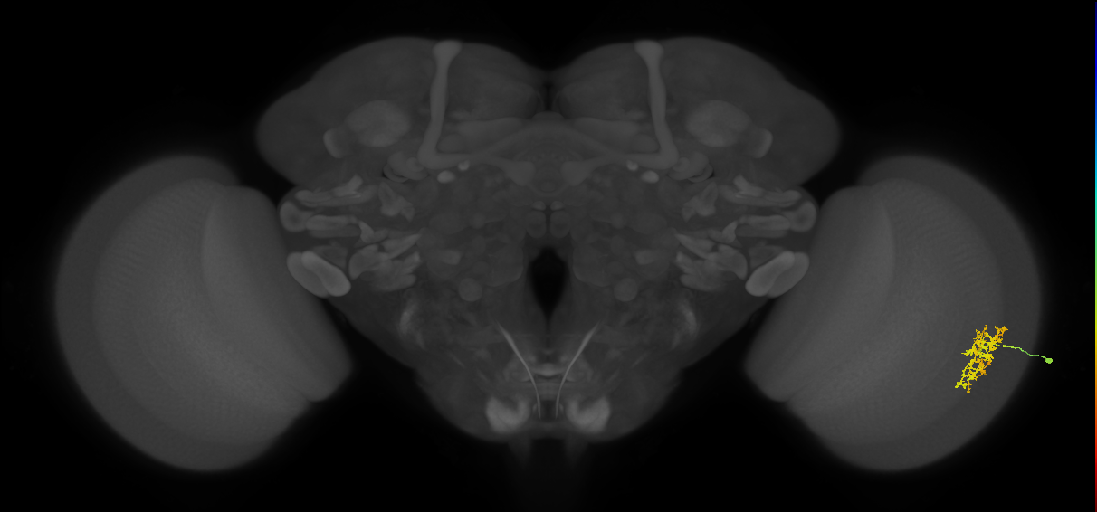 Cm7_R (MaleCNS:60613)