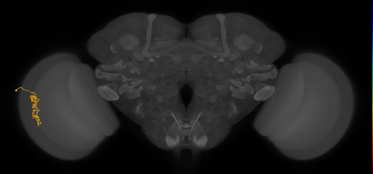Cm7_L (MaleCNS:562164)