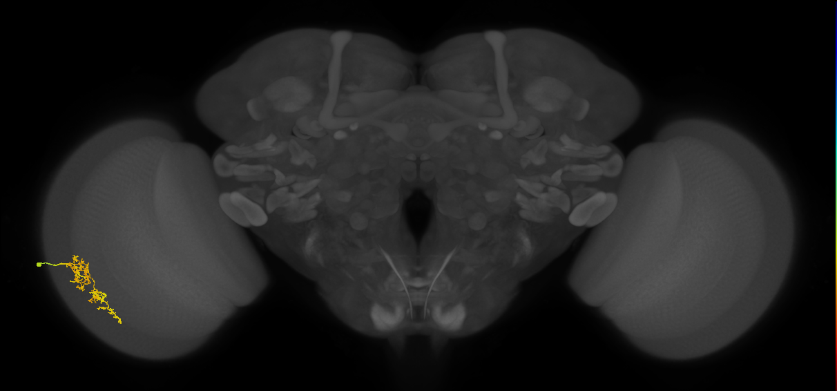Cm7_L (MaleCNS:580901)