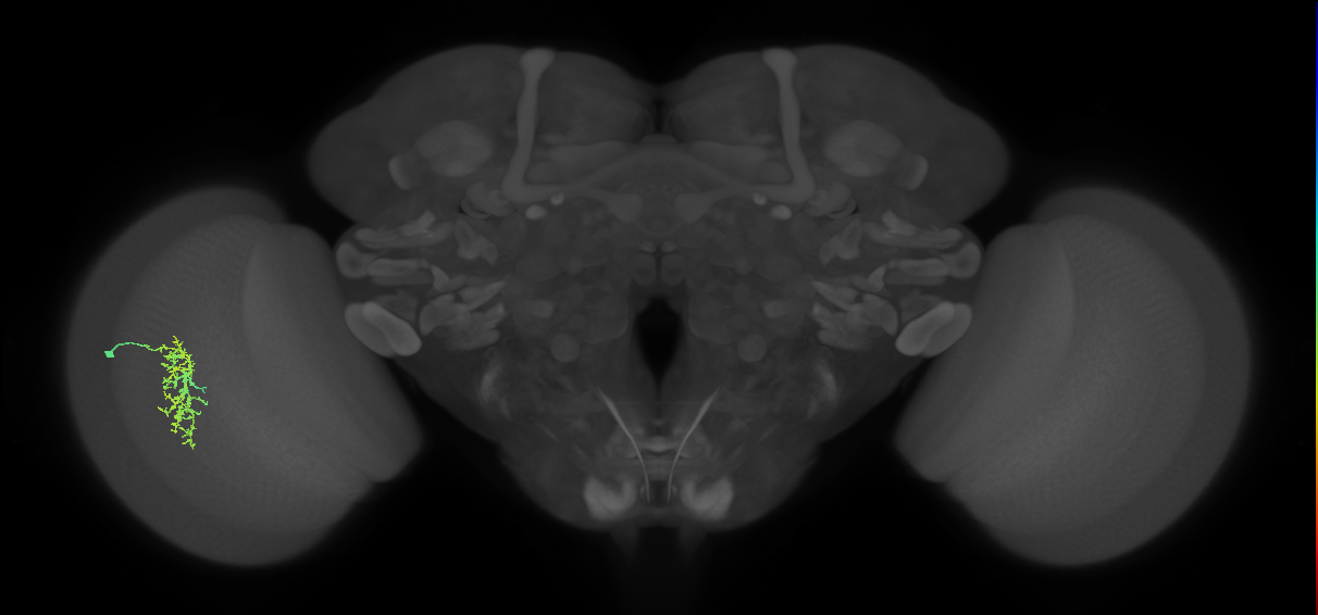Cm7_L (MaleCNS:71092)