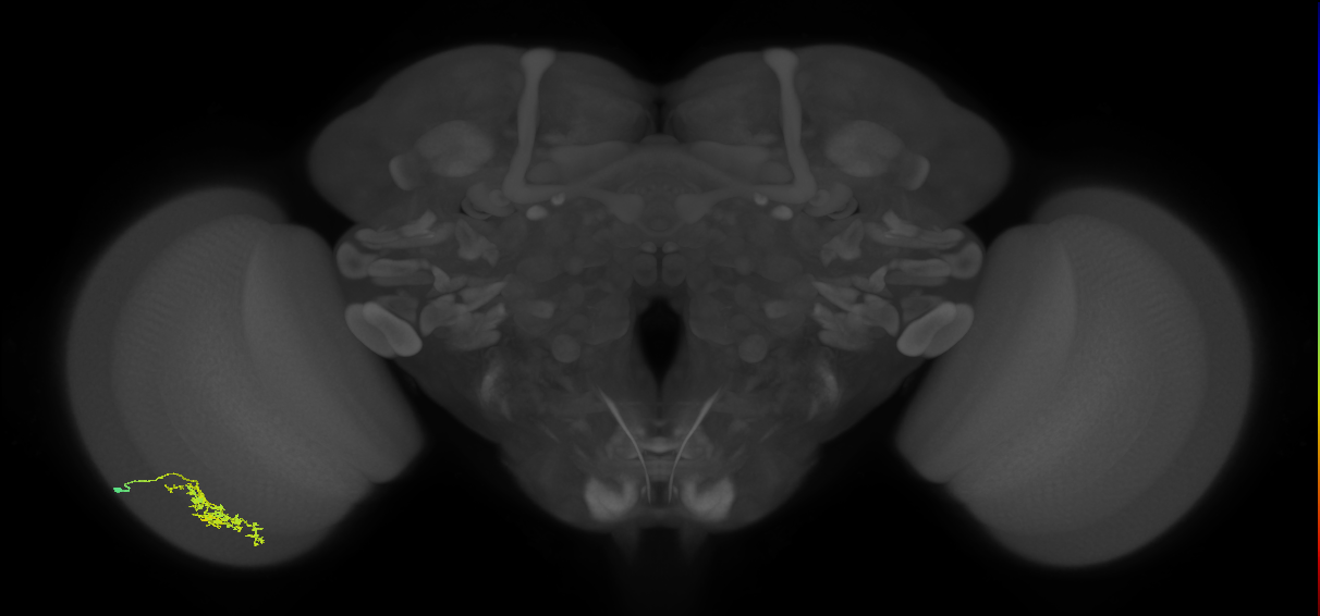 Cm7_L (MaleCNS:125483)
