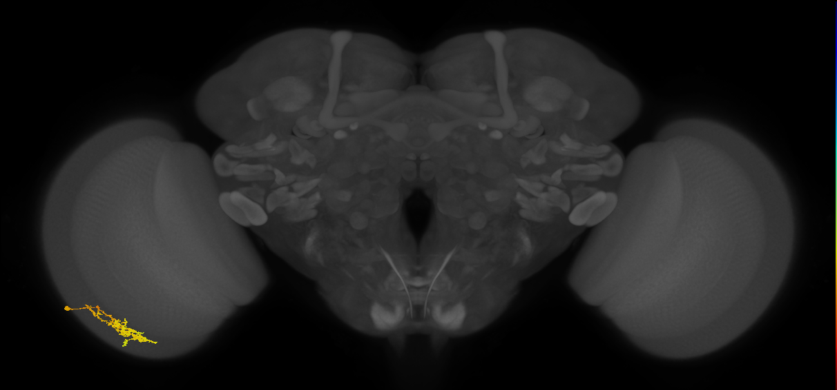 Cm7_L (MaleCNS:739807)