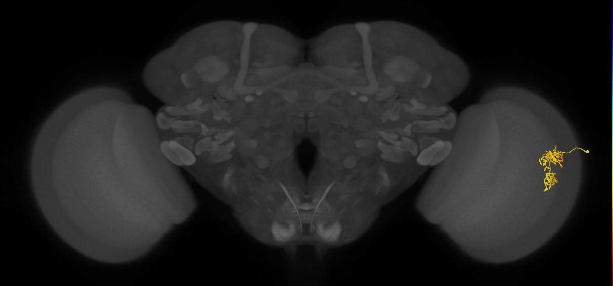 Cm7_R (MaleCNS:102412)