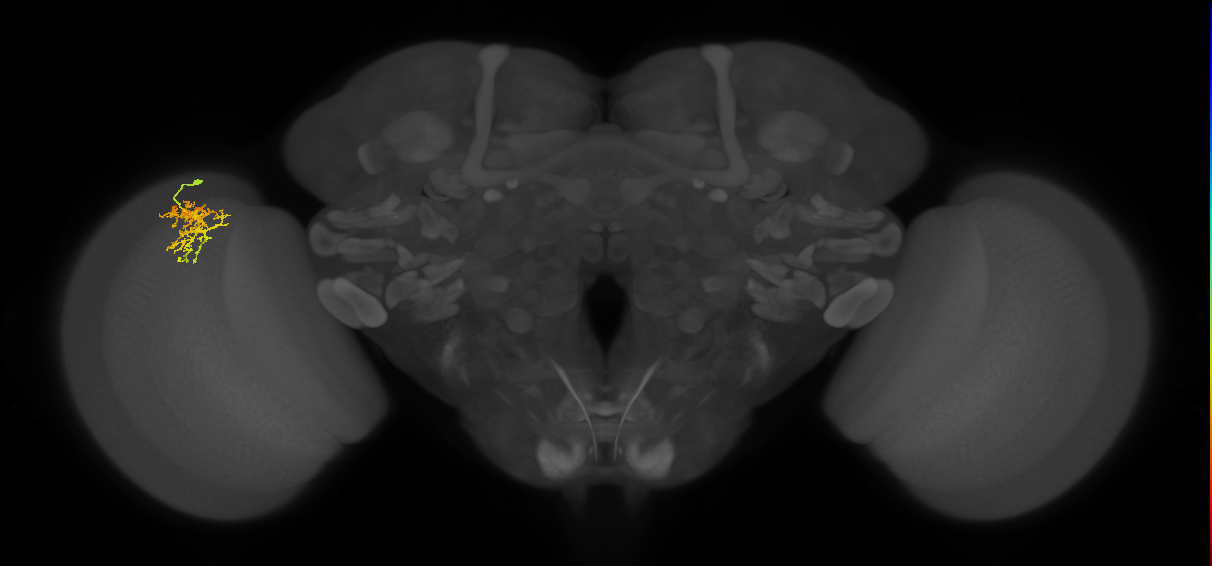 Cm7_L (MaleCNS:76358)