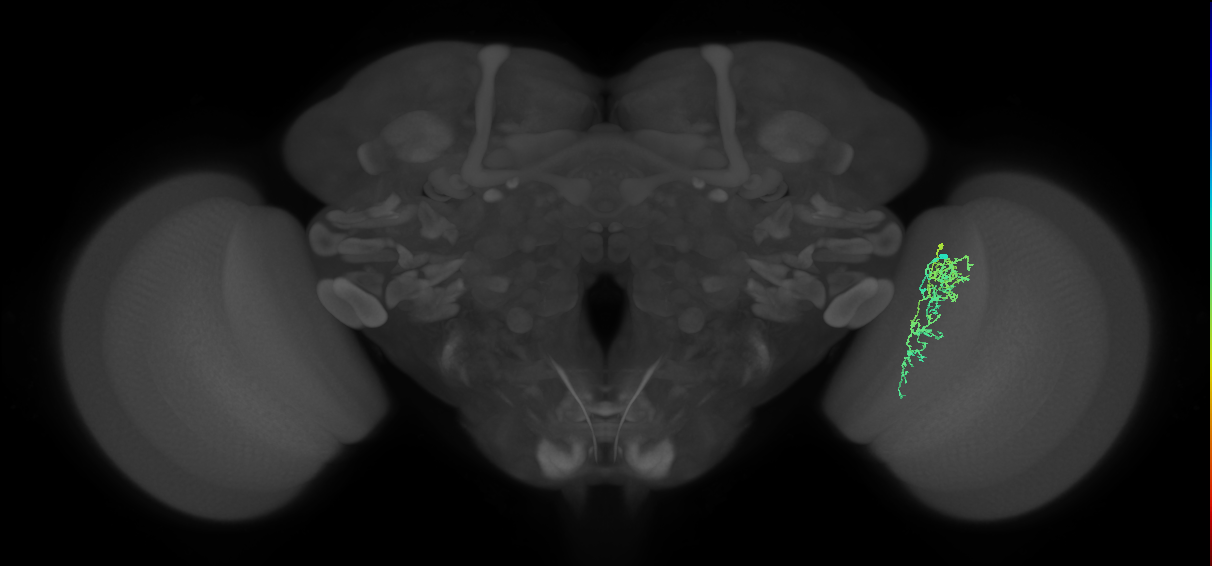 Cm7_R (MaleCNS:71529)