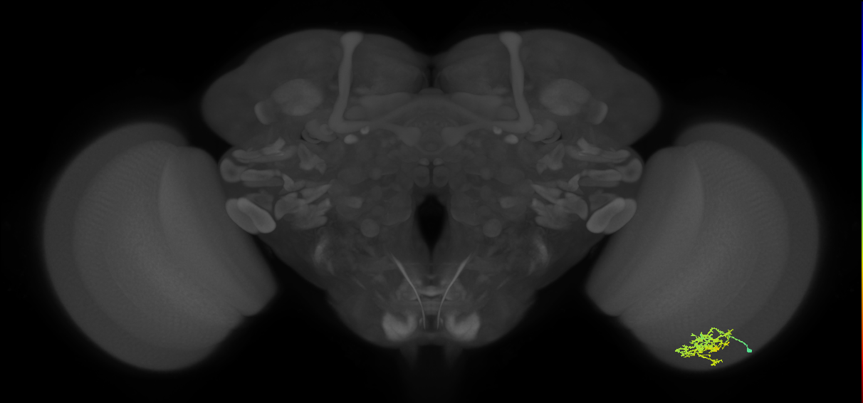Cm7_R (MaleCNS:67638)