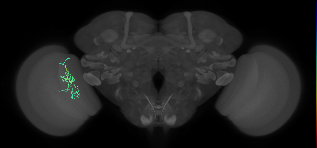 Cm7_L (MaleCNS:533920)