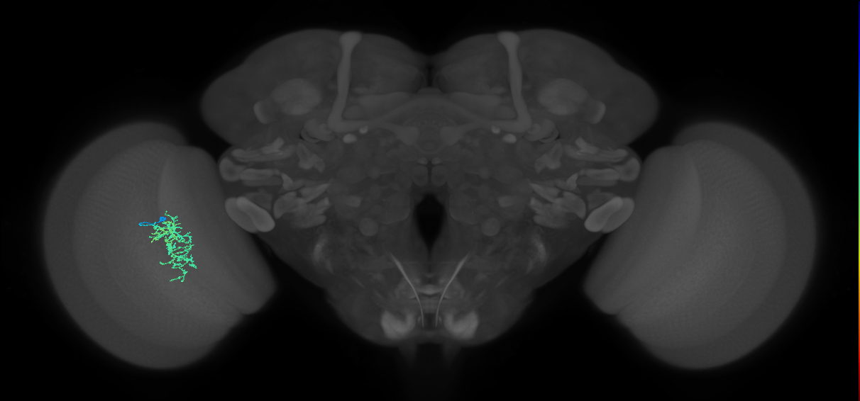 Cm7_L (MaleCNS:78889)