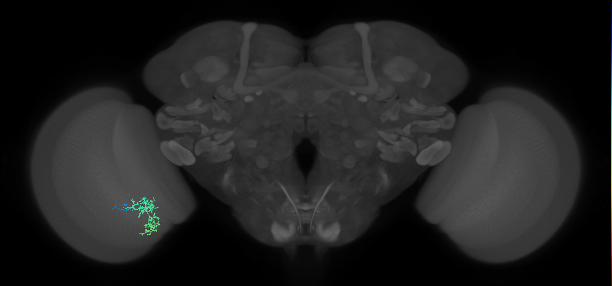 Cm7_L (MaleCNS:520527)