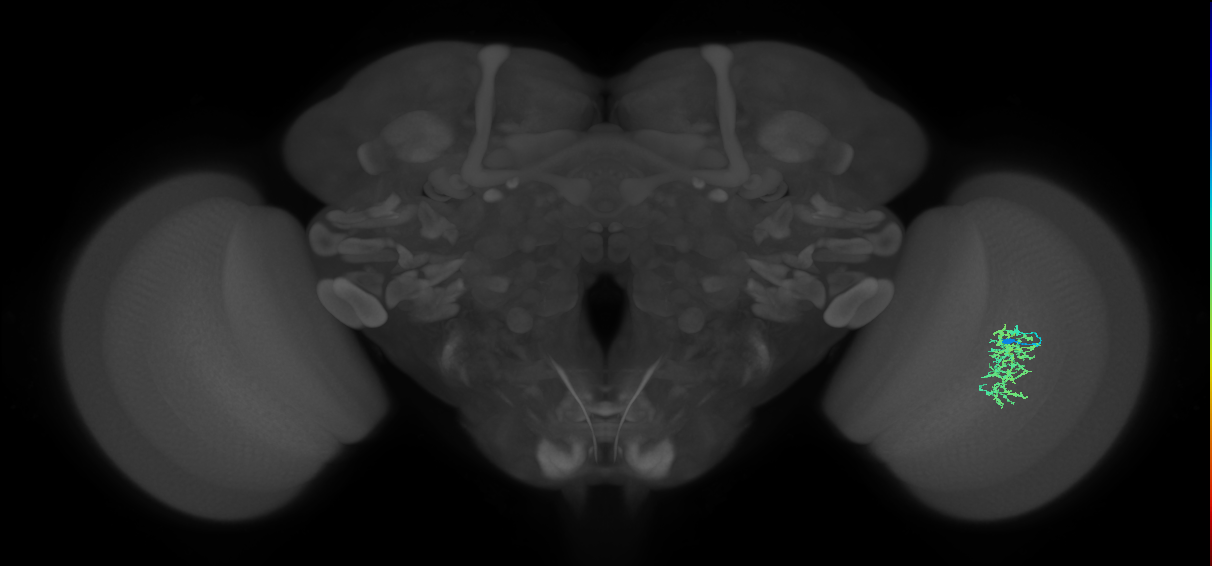 Cm7_R (MaleCNS:68368)