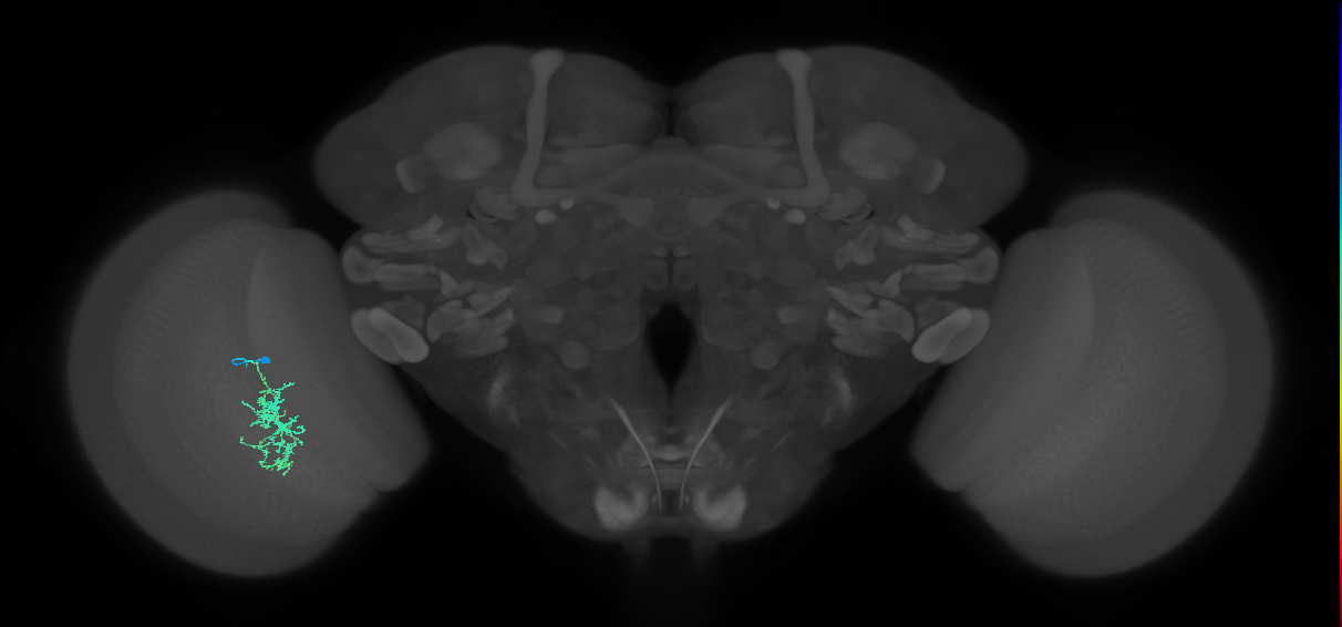 Cm7_L (MaleCNS:72435)