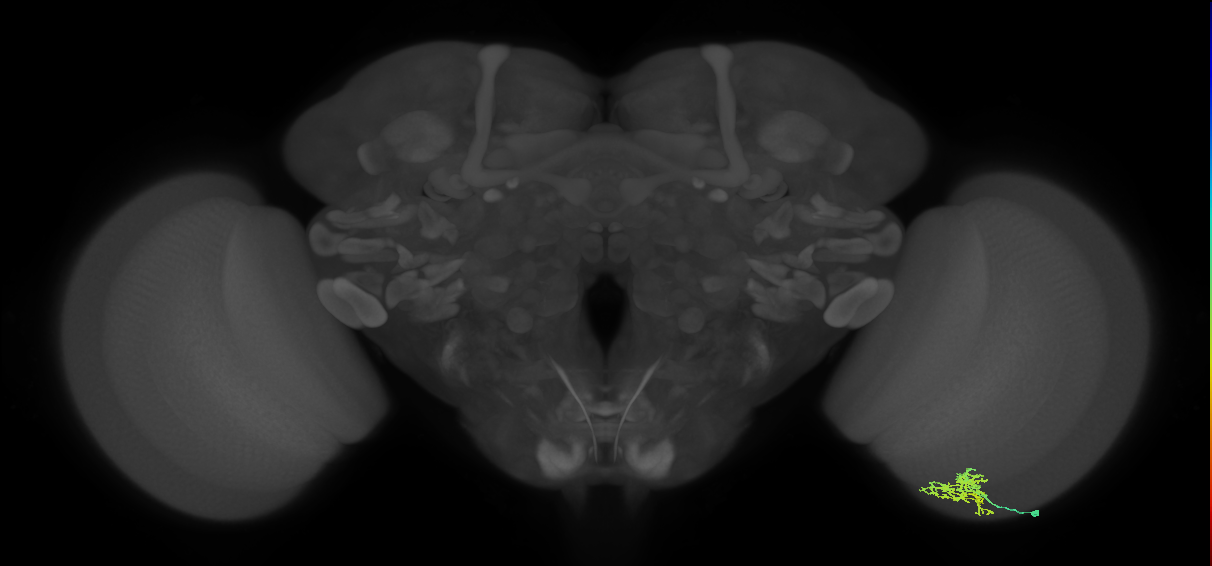 Cm7_R (MaleCNS:84769)