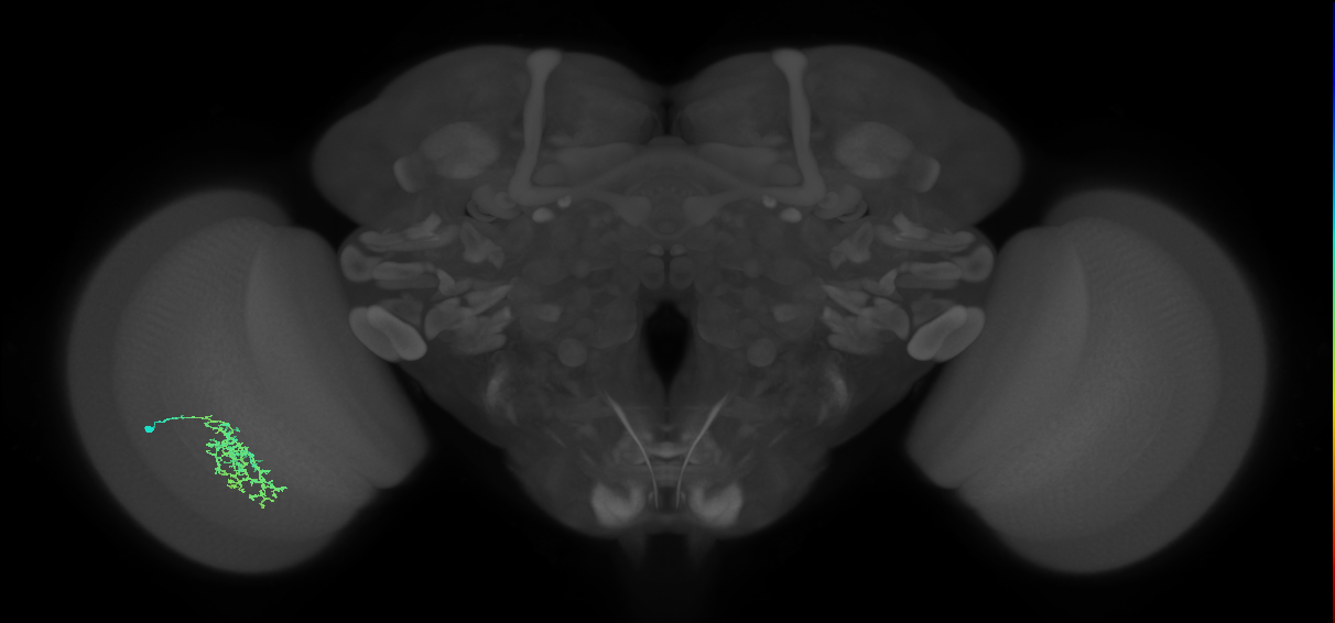 Cm7_L (MaleCNS:103596)
