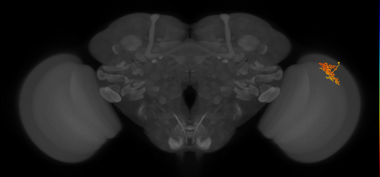 Cm7_R (MaleCNS:62807)