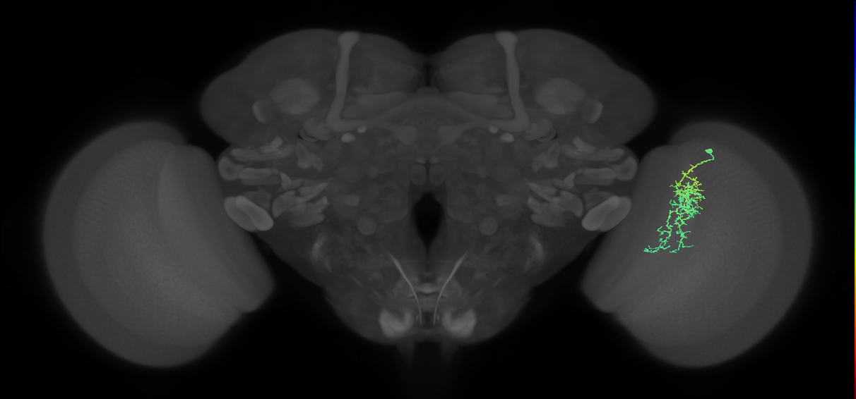Cm7_R (MaleCNS:67012)