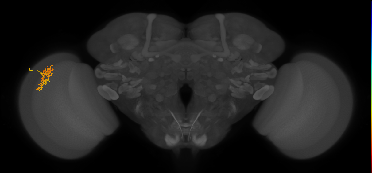 Cm7_L (MaleCNS:531397)