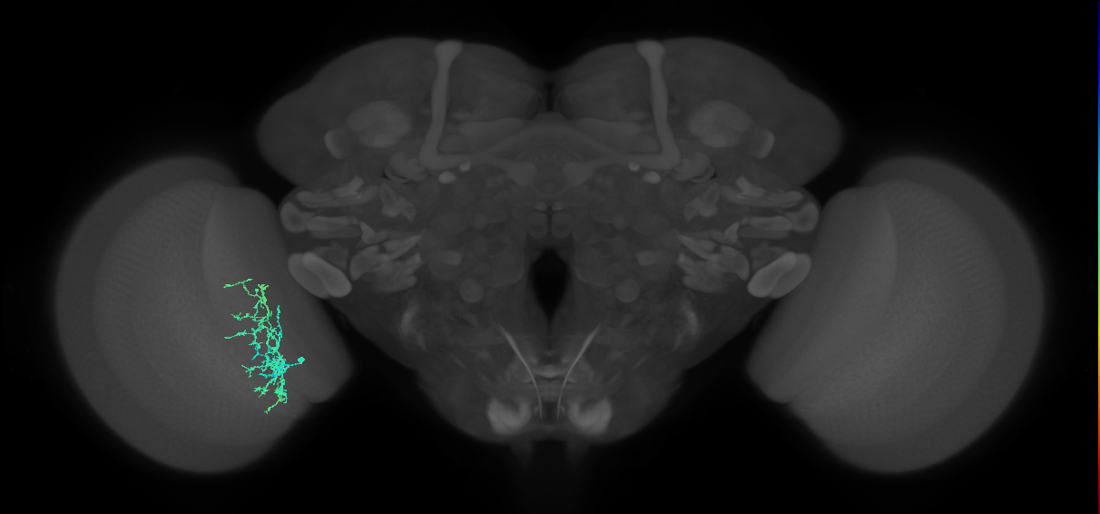 Cm8_L (MaleCNS:57688)