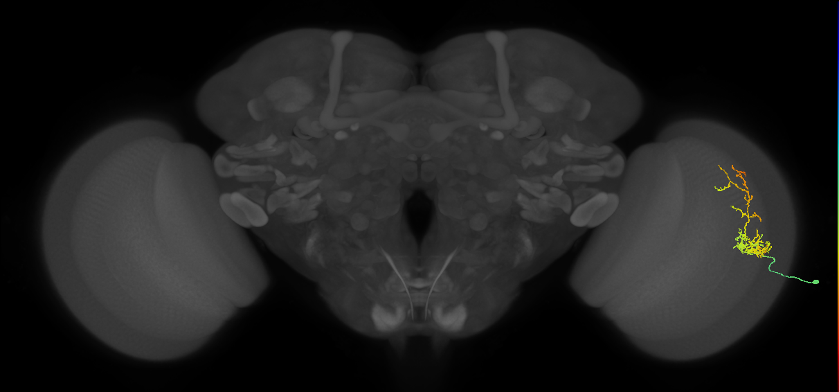 Cm8_R (MaleCNS:70820)