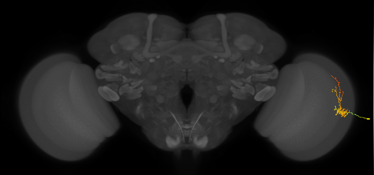 Cm8_R (MaleCNS:57196)