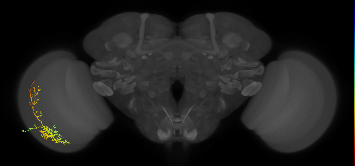 Cm8_L (MaleCNS:513675)