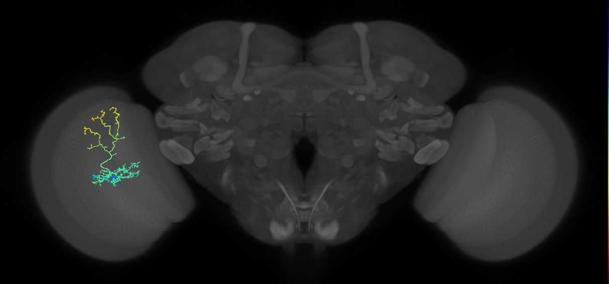 Cm8_L (MaleCNS:537051)