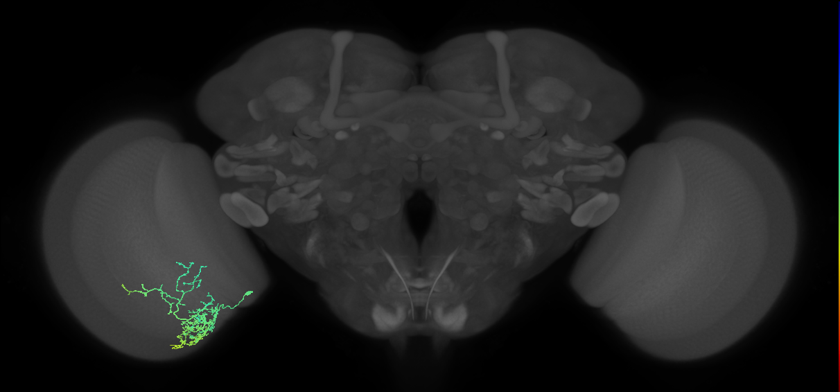 Cm8_L (MaleCNS:47635)