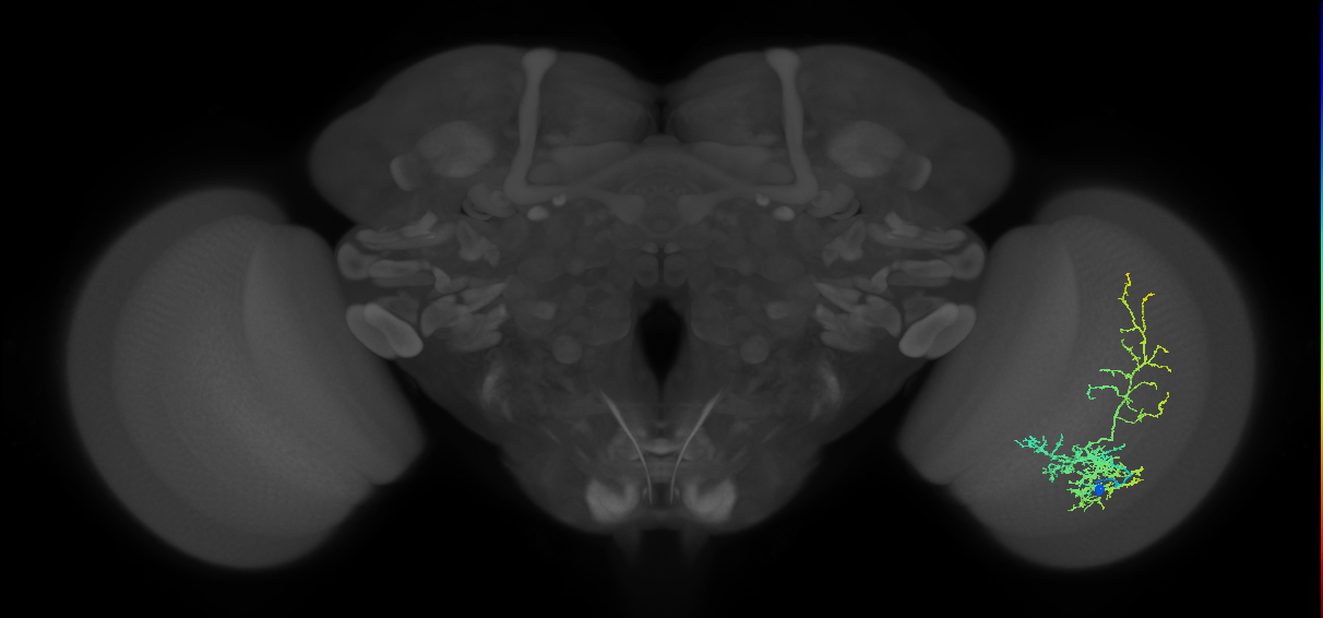 Cm8_R (MaleCNS:30756)