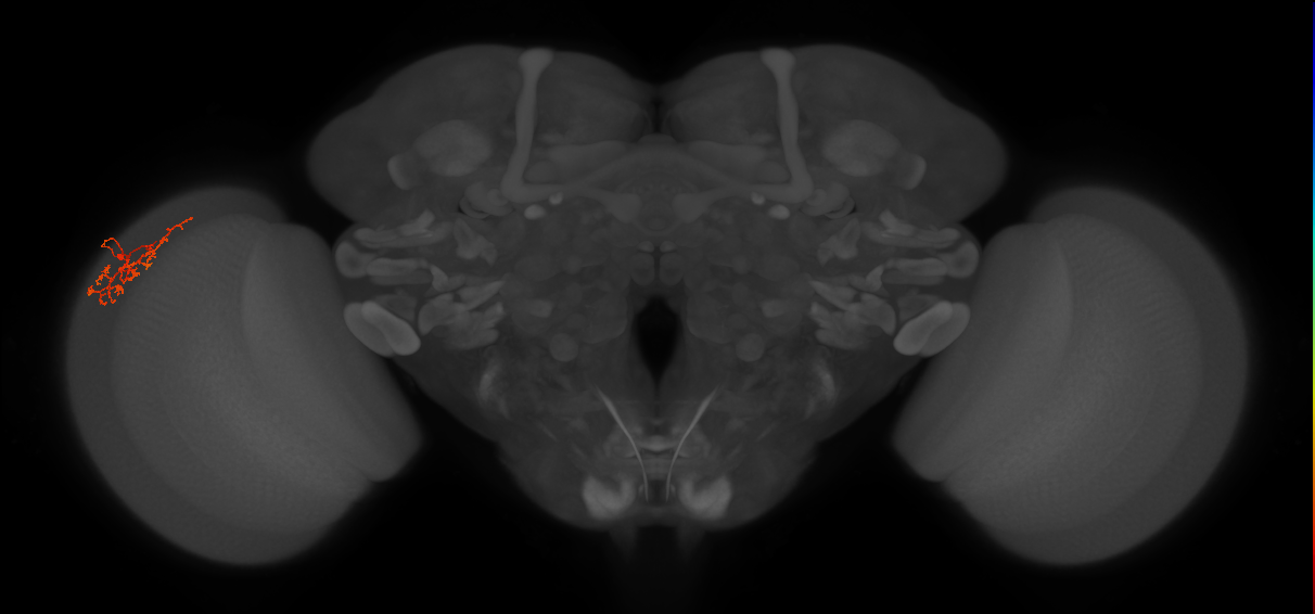 Cm8_L (MaleCNS:50230)