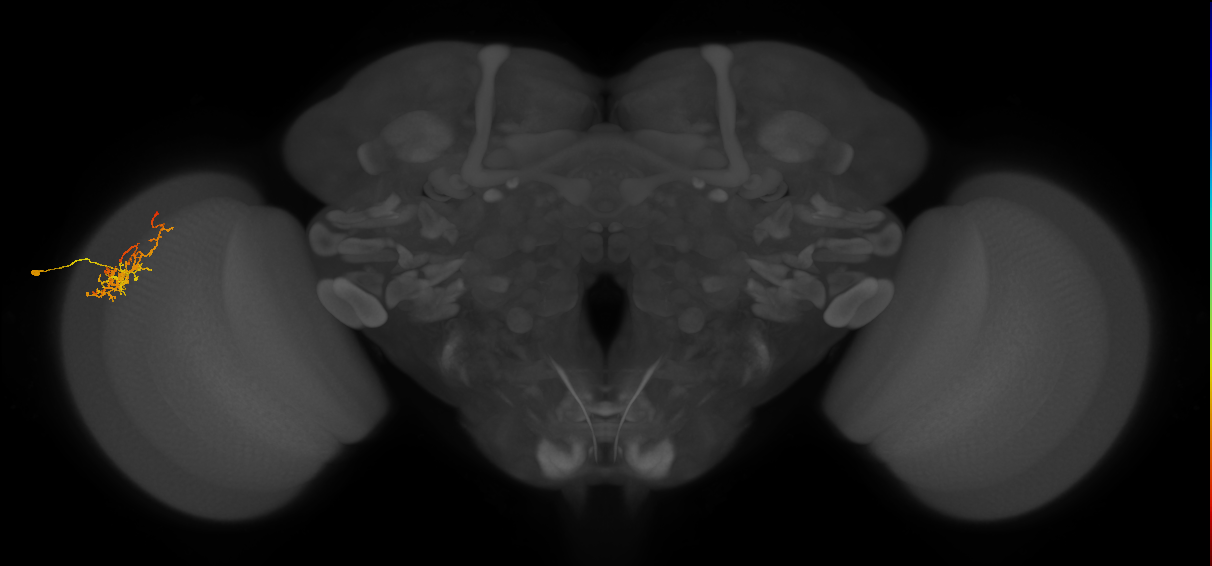 Cm8_L (MaleCNS:61753)