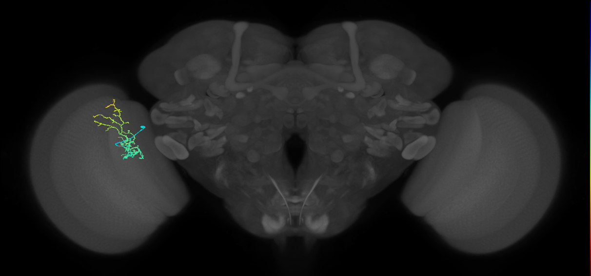 Cm8_L (MaleCNS:517468)