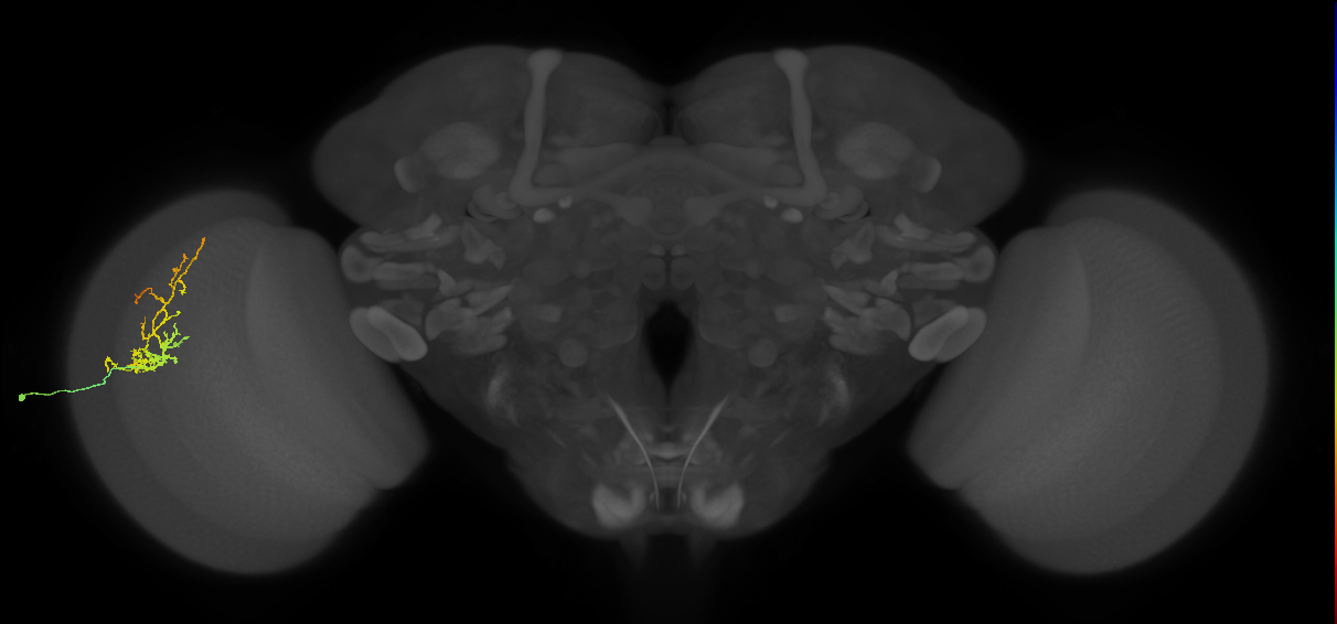Cm8_L (MaleCNS:62722)