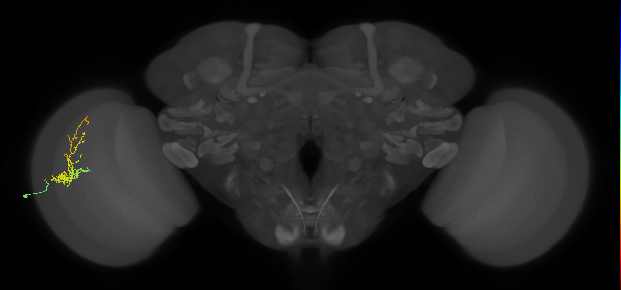 Cm8_L (MaleCNS:52603)