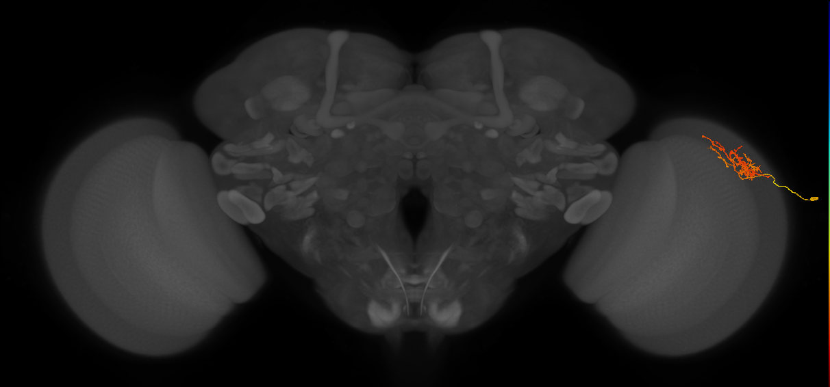 Cm8_R (MaleCNS:62986)