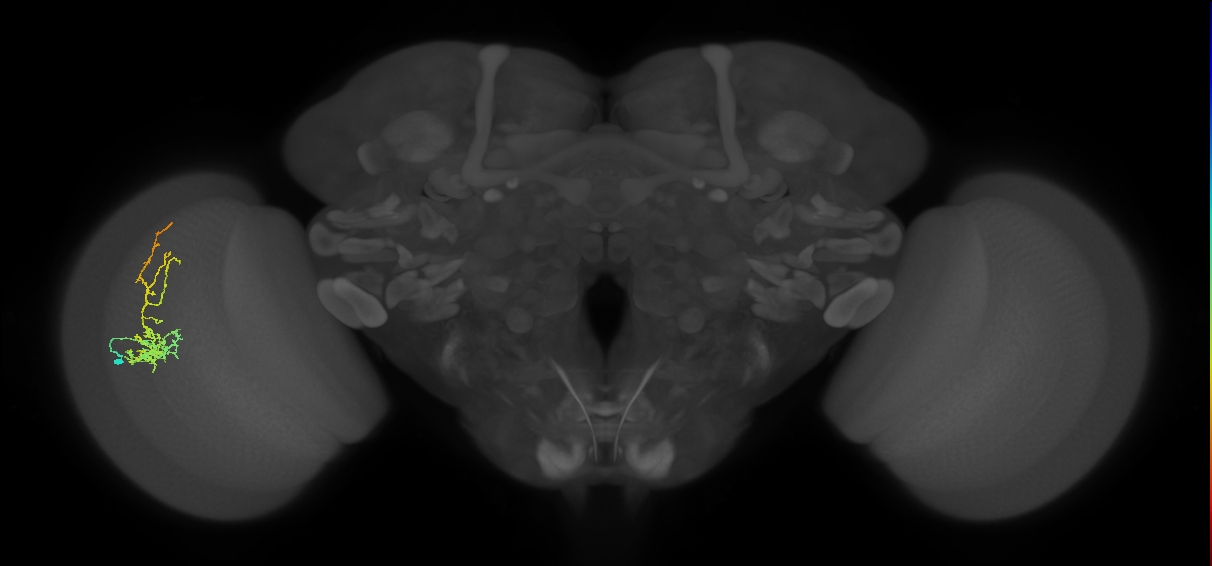 Cm8_L (MaleCNS:542591)