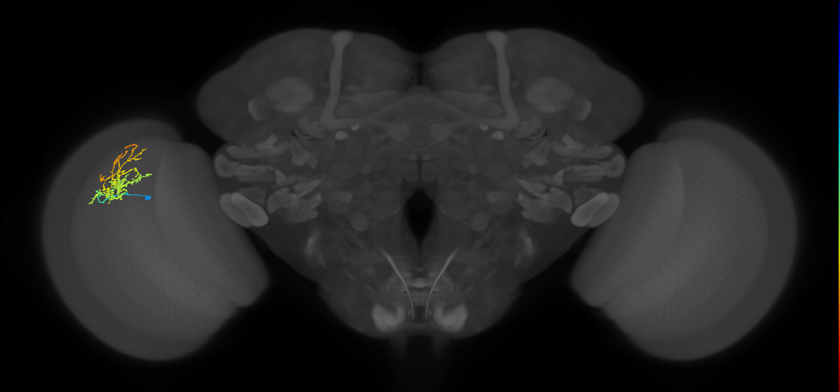 Cm8_L (MaleCNS:82231)