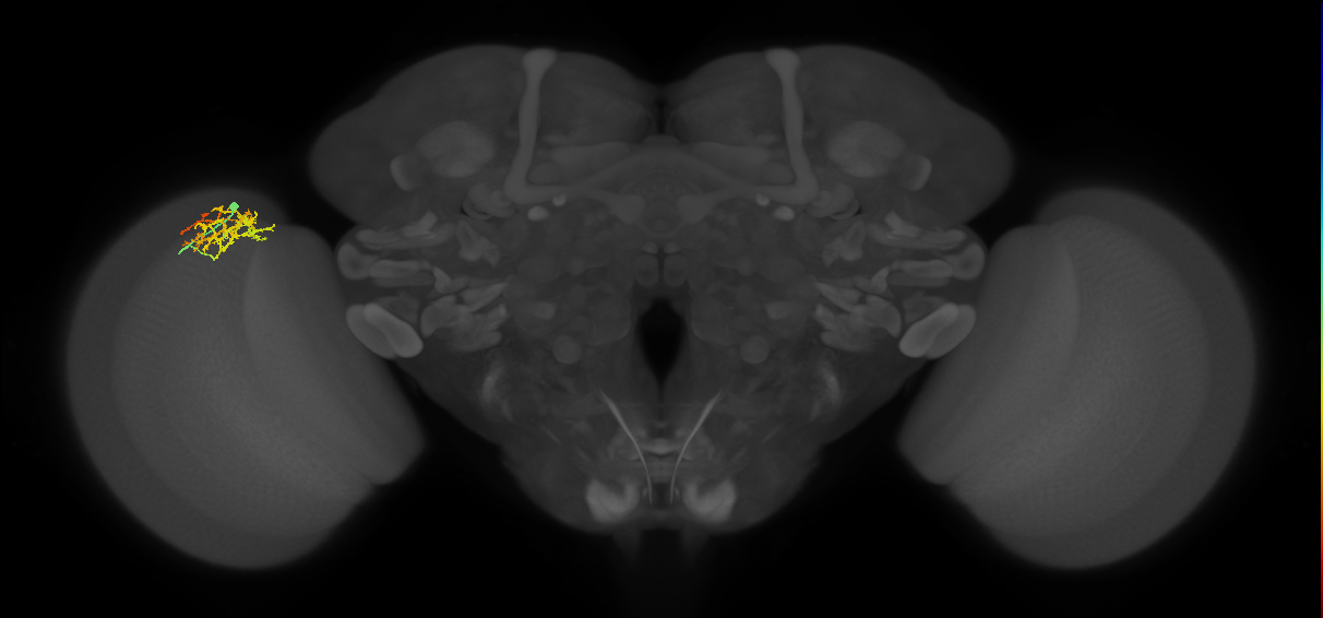 Cm8_L (MaleCNS:78993)