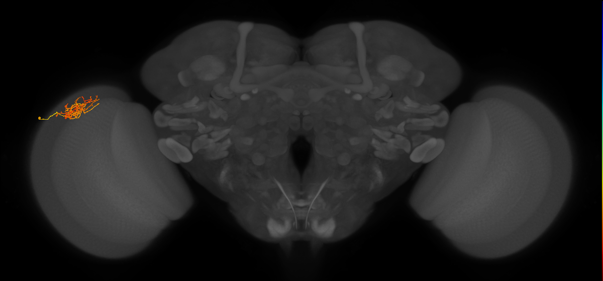 Cm8_L (MaleCNS:19049)