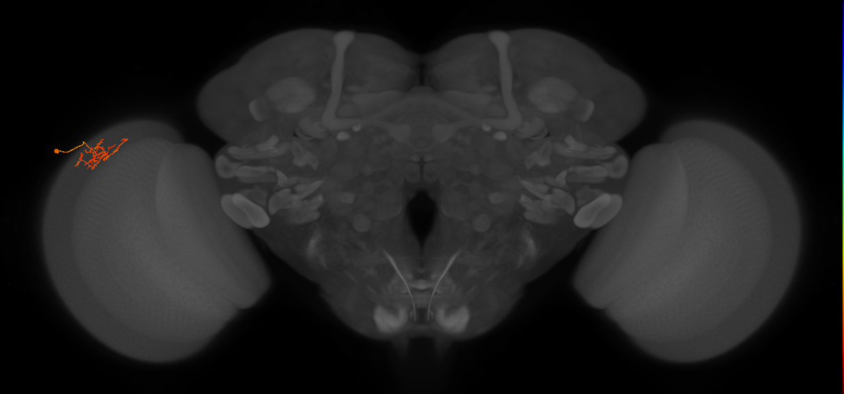 Cm8_L (MaleCNS:180583)