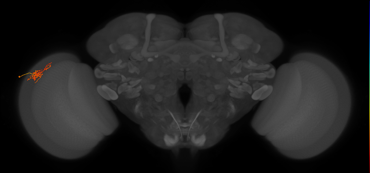 Cm8_L (MaleCNS:547571)
