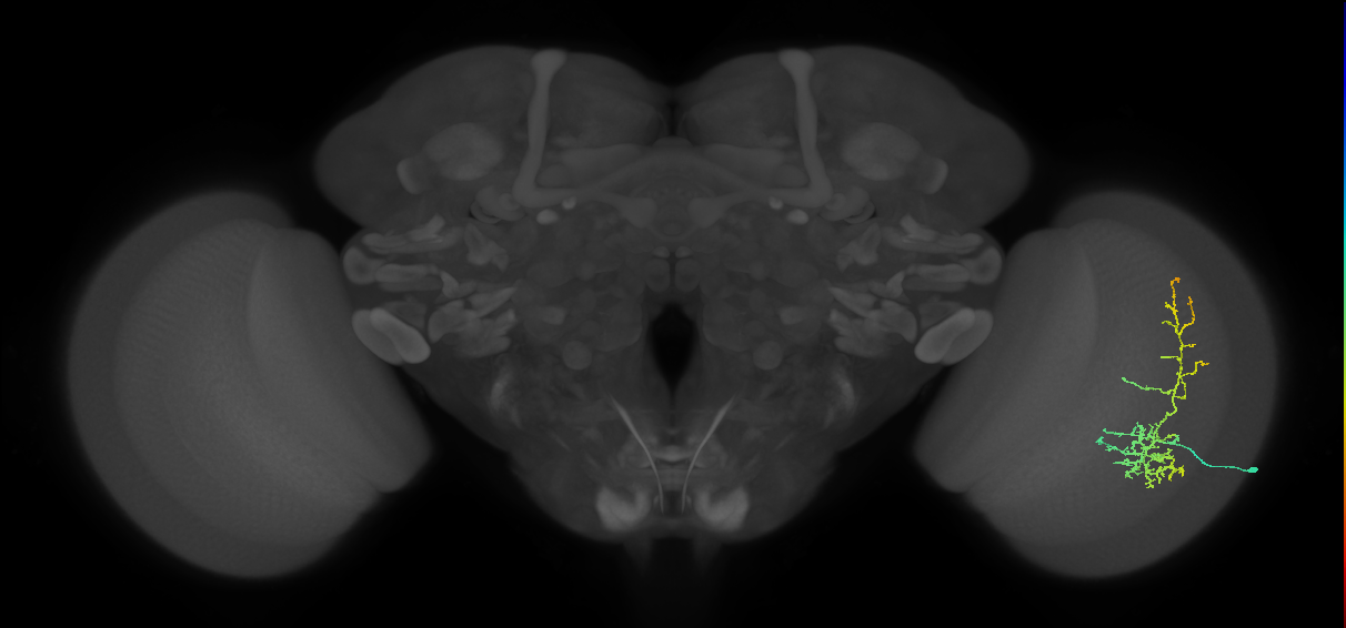 Cm8_R (MaleCNS:28355)