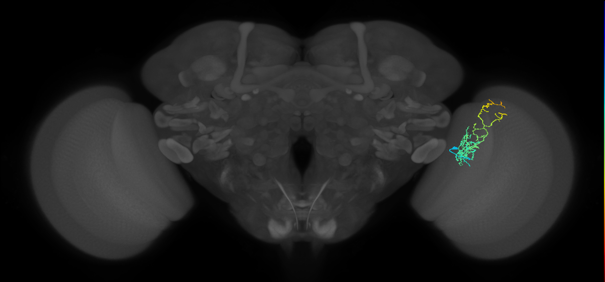Cm8_R (MaleCNS:62008)